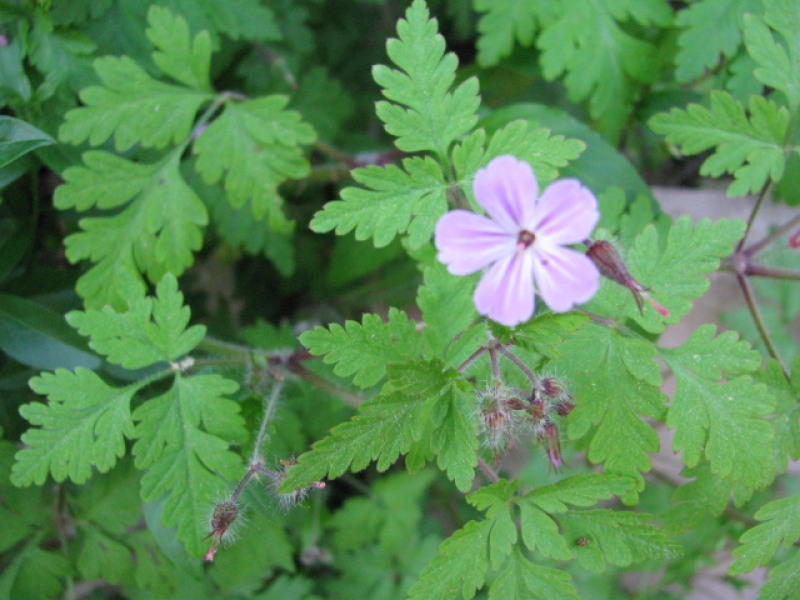 Ruprechtskraut bio